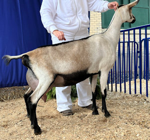 Hawk’s Hill Farm C. Calypso  